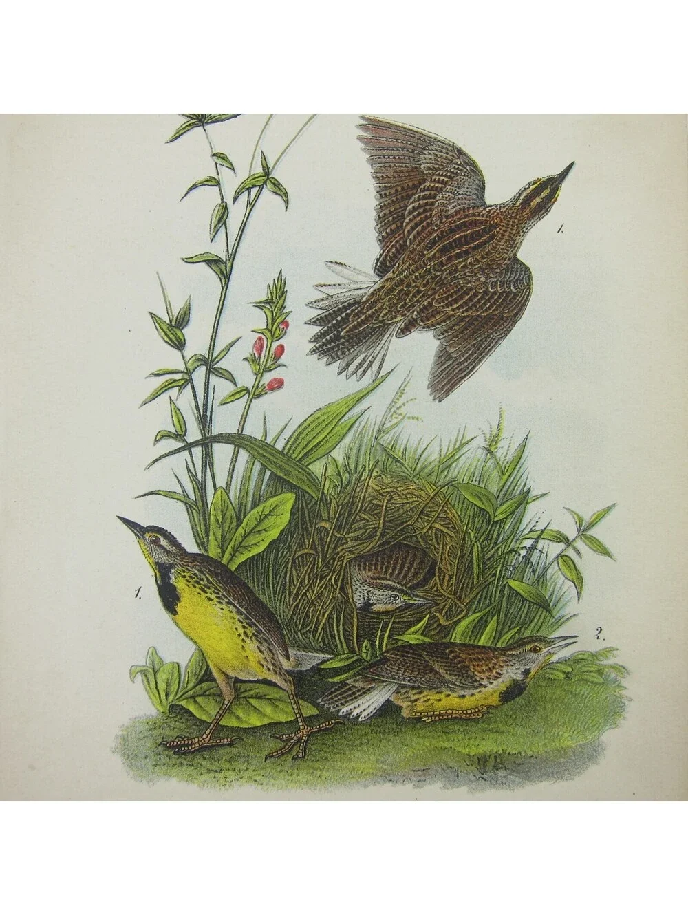 Bird Lithograph Print Meadow Lark after John James Audubon Antique 1890